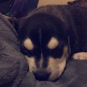 Meet your Posher, Cheyenne